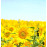 Насіння соняшника ЕС Берекет, 110-112 днів, фр. Преміум