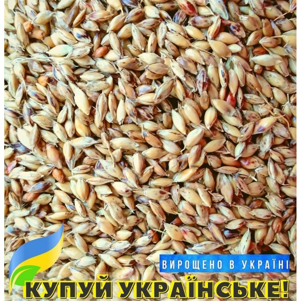 Насіння суданської трави Білявка 