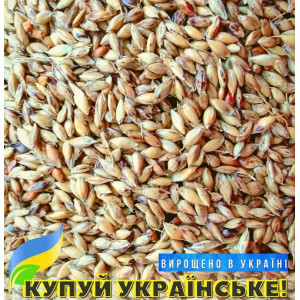 Насіння суданської трави Білявка 