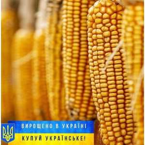 Насіння кукурудзи ЕС Юнкай, Стандарт, ФАО 320