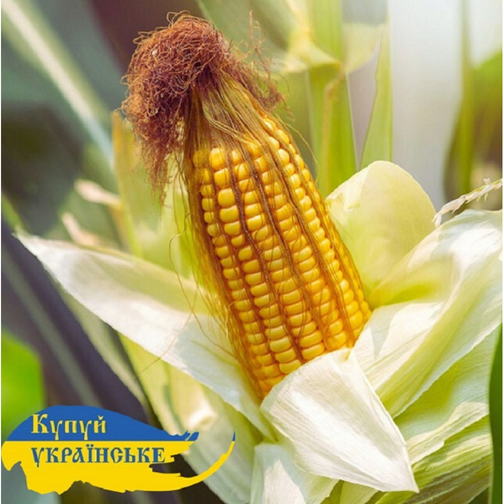 Насіння кукурудзи ДН Пивиха, ФАО 190, врожай 2024