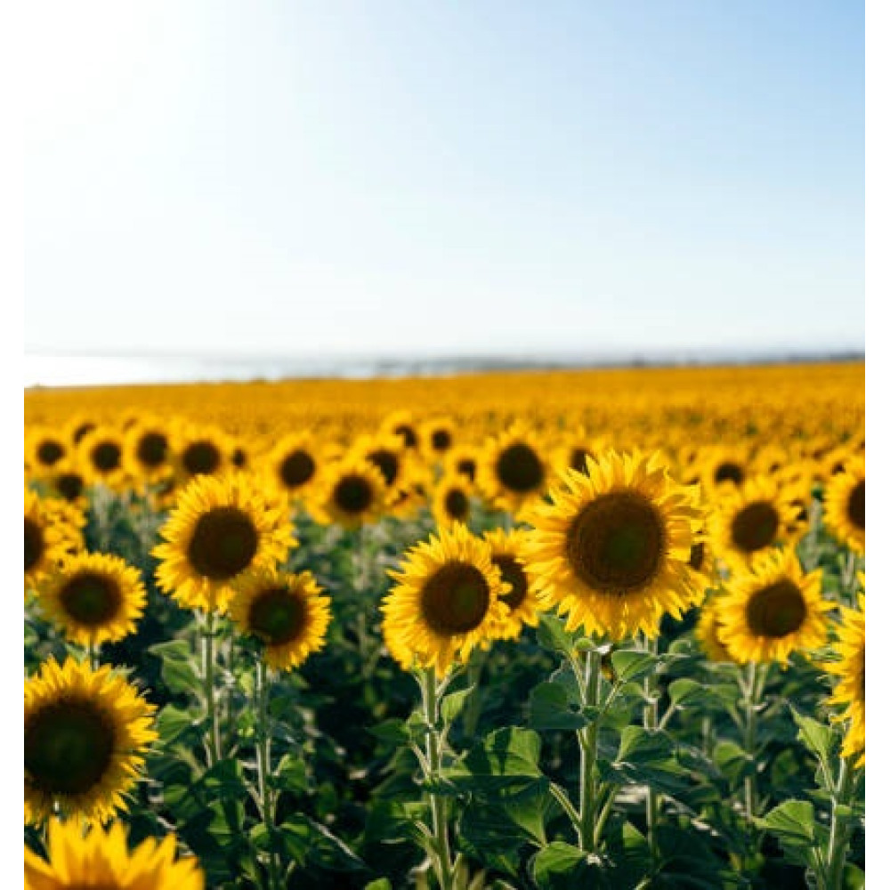 Насіння соняшника Оскар НС, під Гранстар, 7+ рас вовчка, 90-95 днів, Екстра