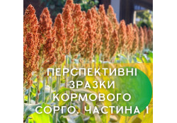 Перспективні зразки кормового сорго (1 частина)