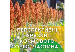 Перспективні зразки кормового сорго (2 частина)