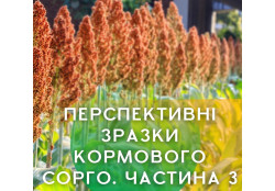Перспективні зразки кормового сорго (3 частина)