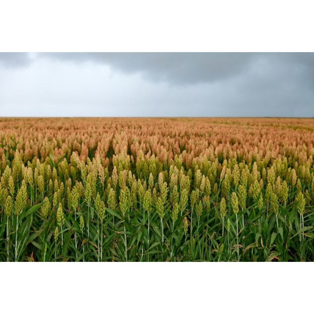 Насіння зернового сорго Ютамі, 100-105 днів