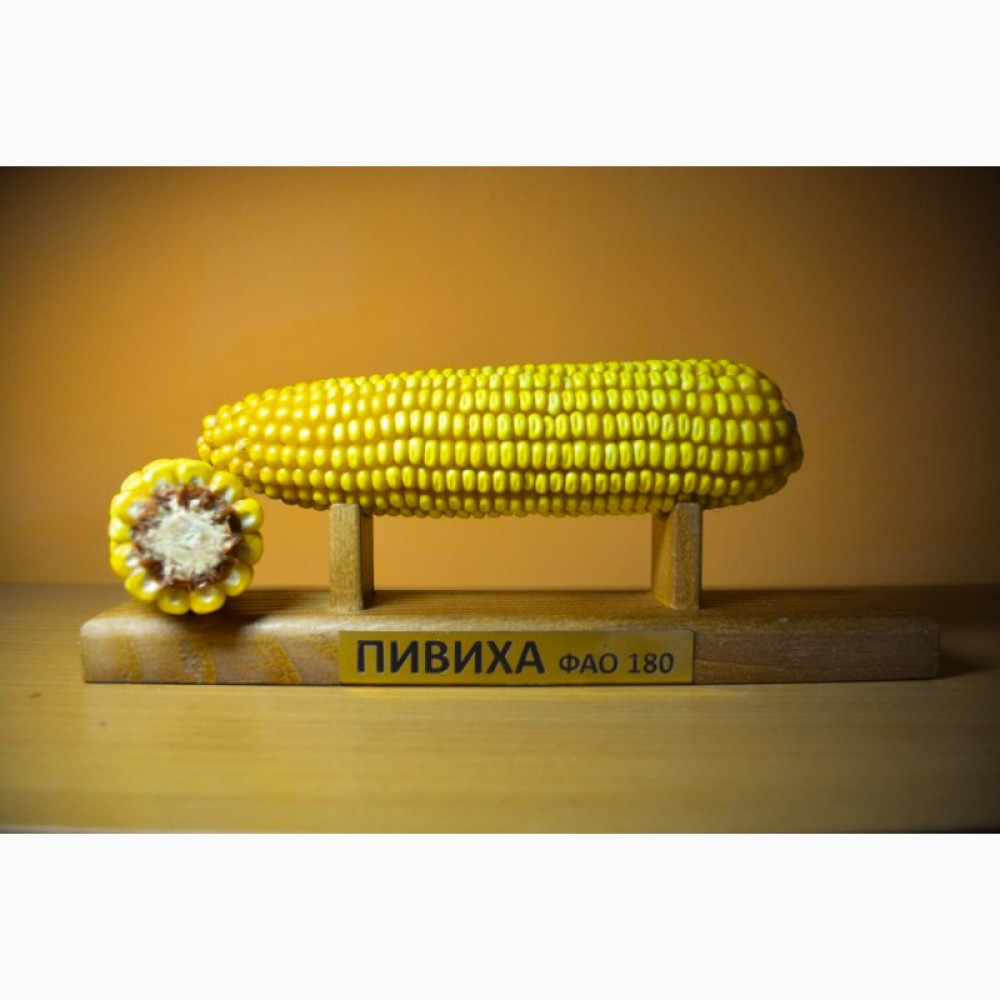Насіння кукурудзи Пивиха , ФАО 190, врожай - 2021 рік