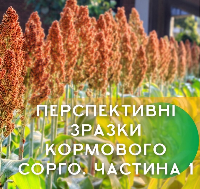 Перспективні зразки кормового сорго (1 частина)