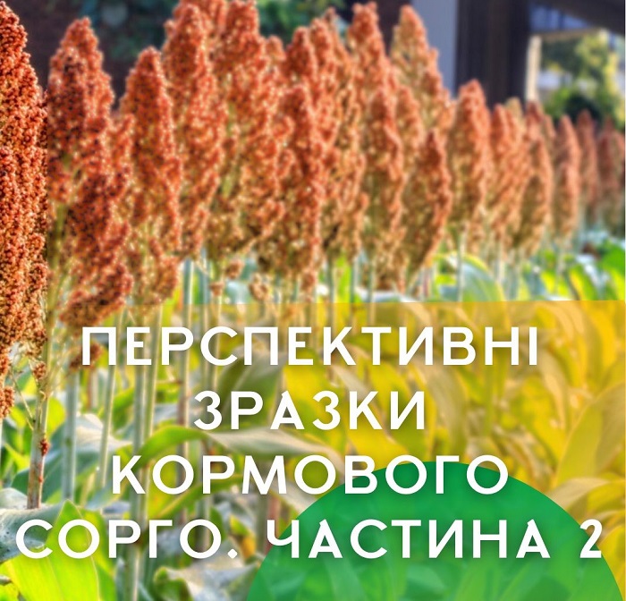 Перспективні зразки кормового сорго (2 частина)