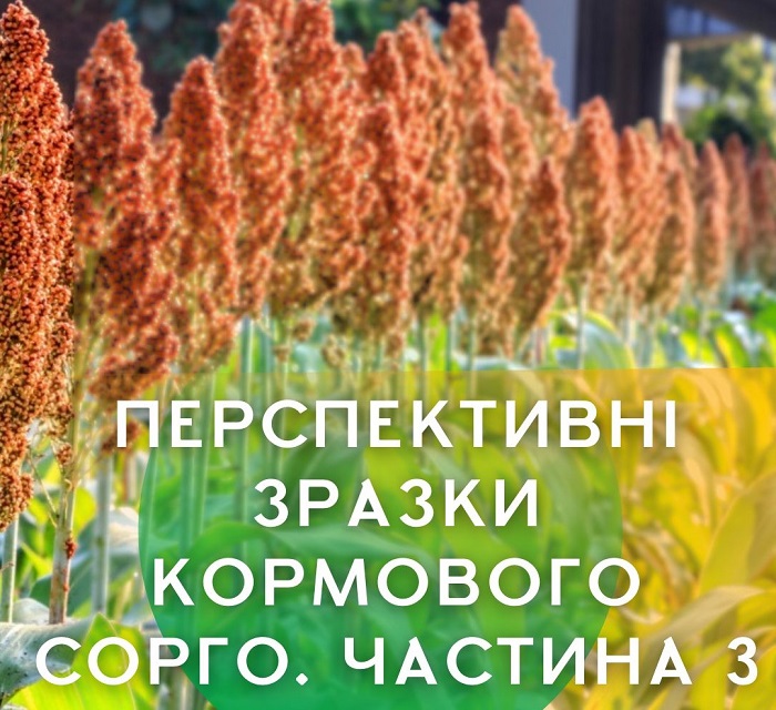 Перспективні зразки кормового сорго (3 частина)